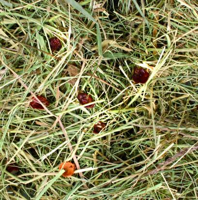 Friandises Foin de montagne  Cynorhodon