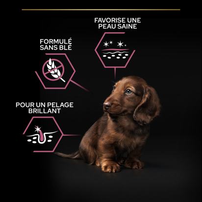 PRO PLAN Chien Small&Mini Puppy Sensitive Skin Saumon 3KG