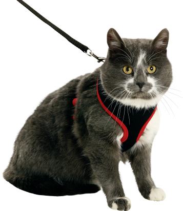 Harnais chat grande race avec laisse Harms Noir et Rouge