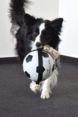 Jouet Matchball Ballon de football avec corde Blanc et Noir 22cm
