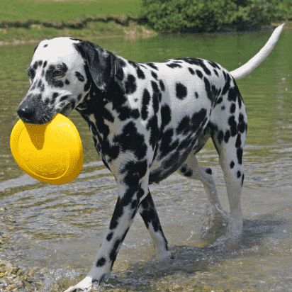 Frisbee flottant