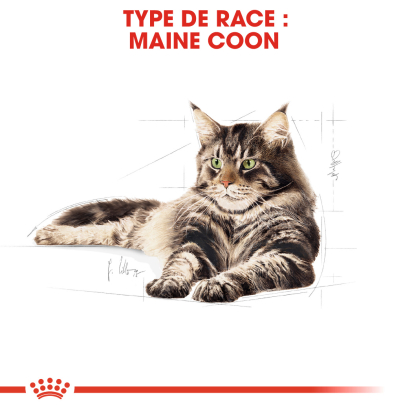ROYAL CANIN MAINE COON ADULT CHAT A PARTIR DE 15 MOIS 10KG