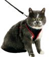 Harnais avec laisse Chaton Harms Noir et Rouge