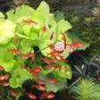 JBL PRONOVO  TAB M 250ml - Cachets pour poissons de fond