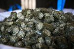 FOIN PLUS 20KG