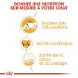 ROYAL CANIN MAINE COON ADULT CHAT A PARTIR DE 15 MOIS 10KG