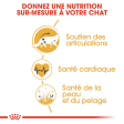 ROYAL CANIN MAINE COON ADULT CHAT A PARTIR DE 15 MOIS 10KG
