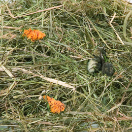 Friandises Foin de montagne  aux fleurs de pissenlit