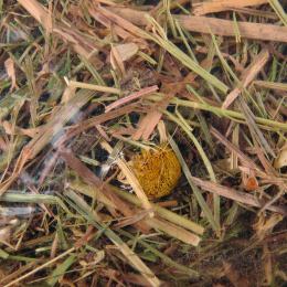 Friandises Foin de montagne  Camomille