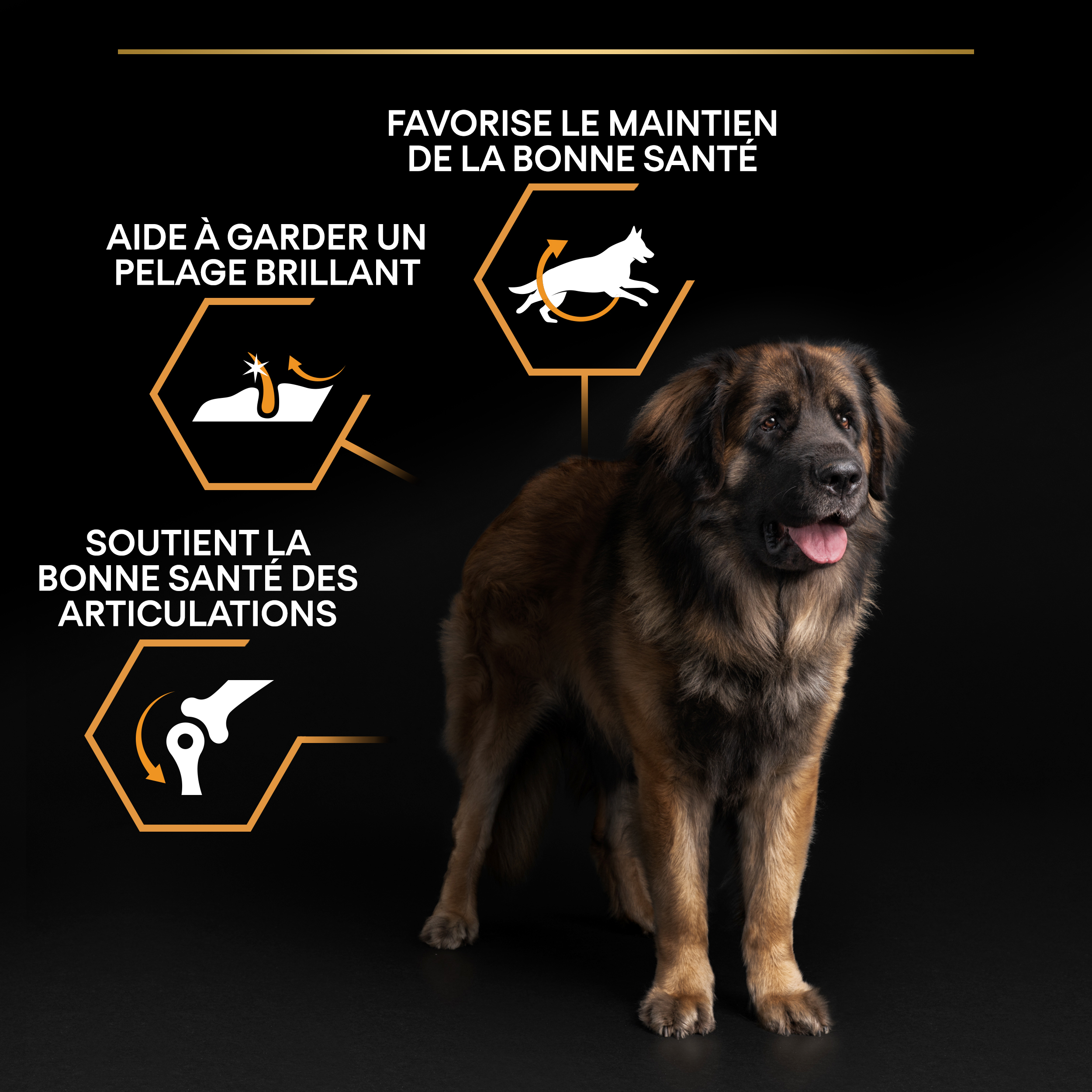 PRO PLAN Chien Large Adult Robust Everyday Nutrition Poulet 14KG
