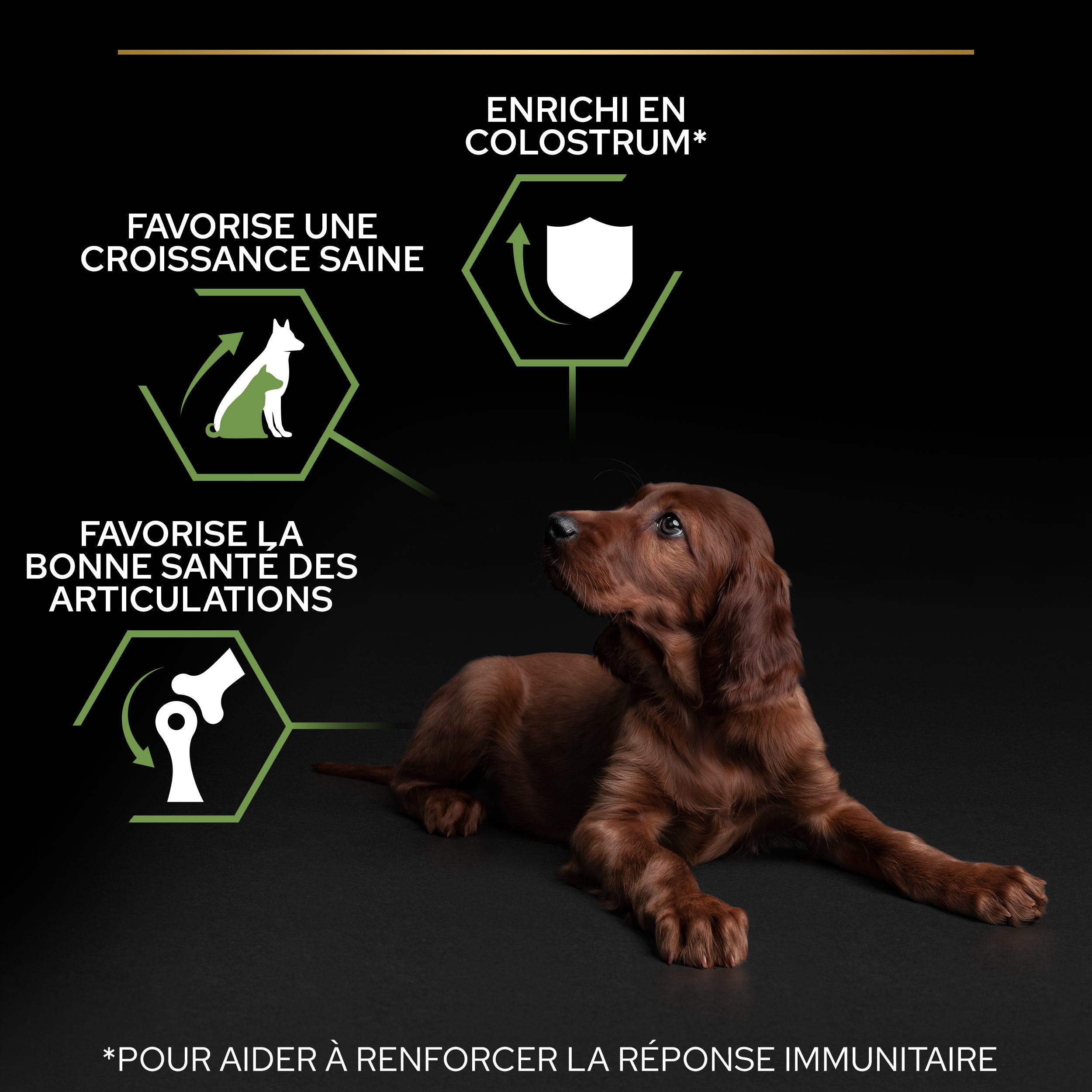 PRO PLAN Chien Large Puppy Athletic Healthy Start Poulet 12KG