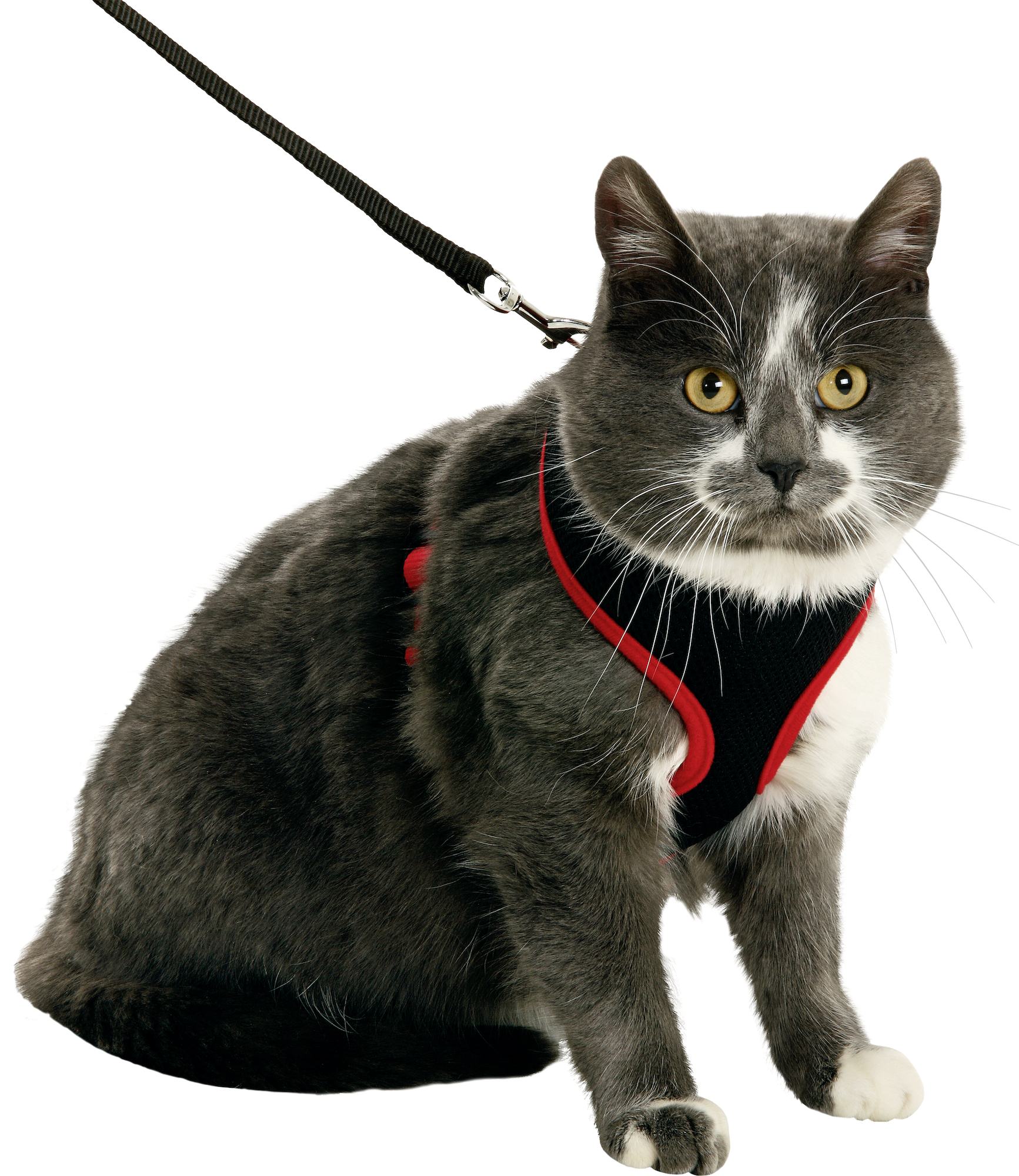 Harnais chat grande race avec laisse Harms Noir et Rouge