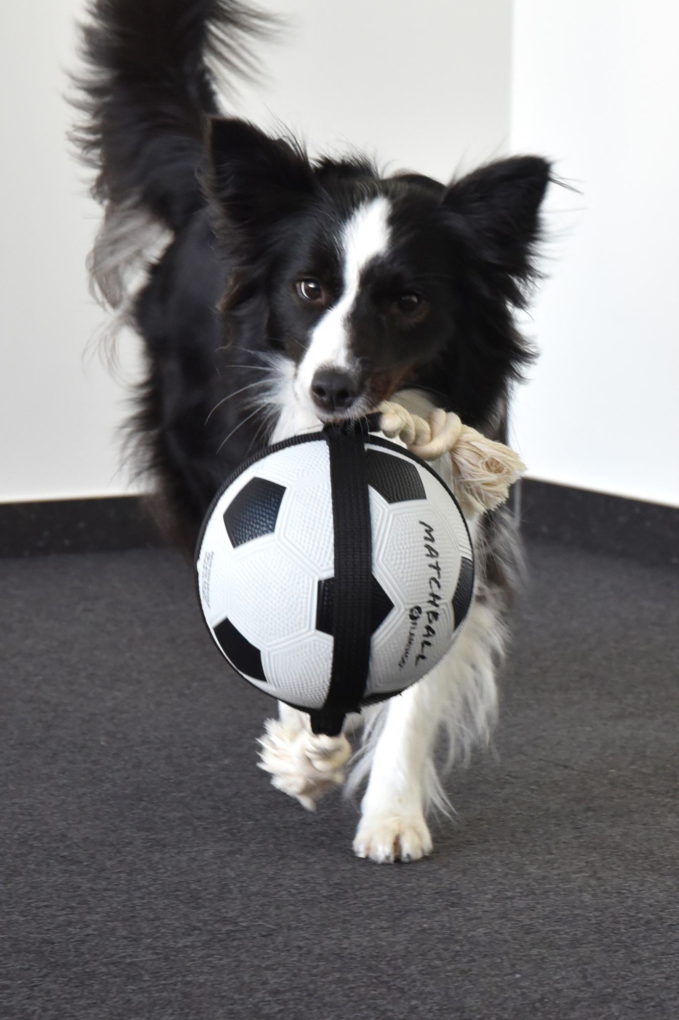 Jouet Matchball Ballon de football avec corde Blanc et Noir 22cm