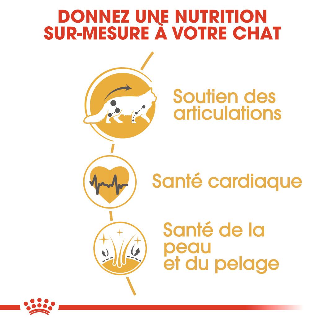ROYAL CANIN MAINE COON ADULT CHAT A PARTIR DE 15 MOIS 10KG