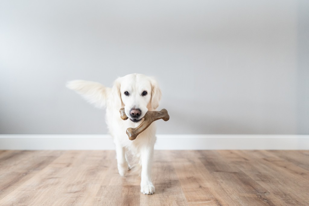 JOUET À MÂCHER WISHBONE SAVEUR POULET - TAILLE L