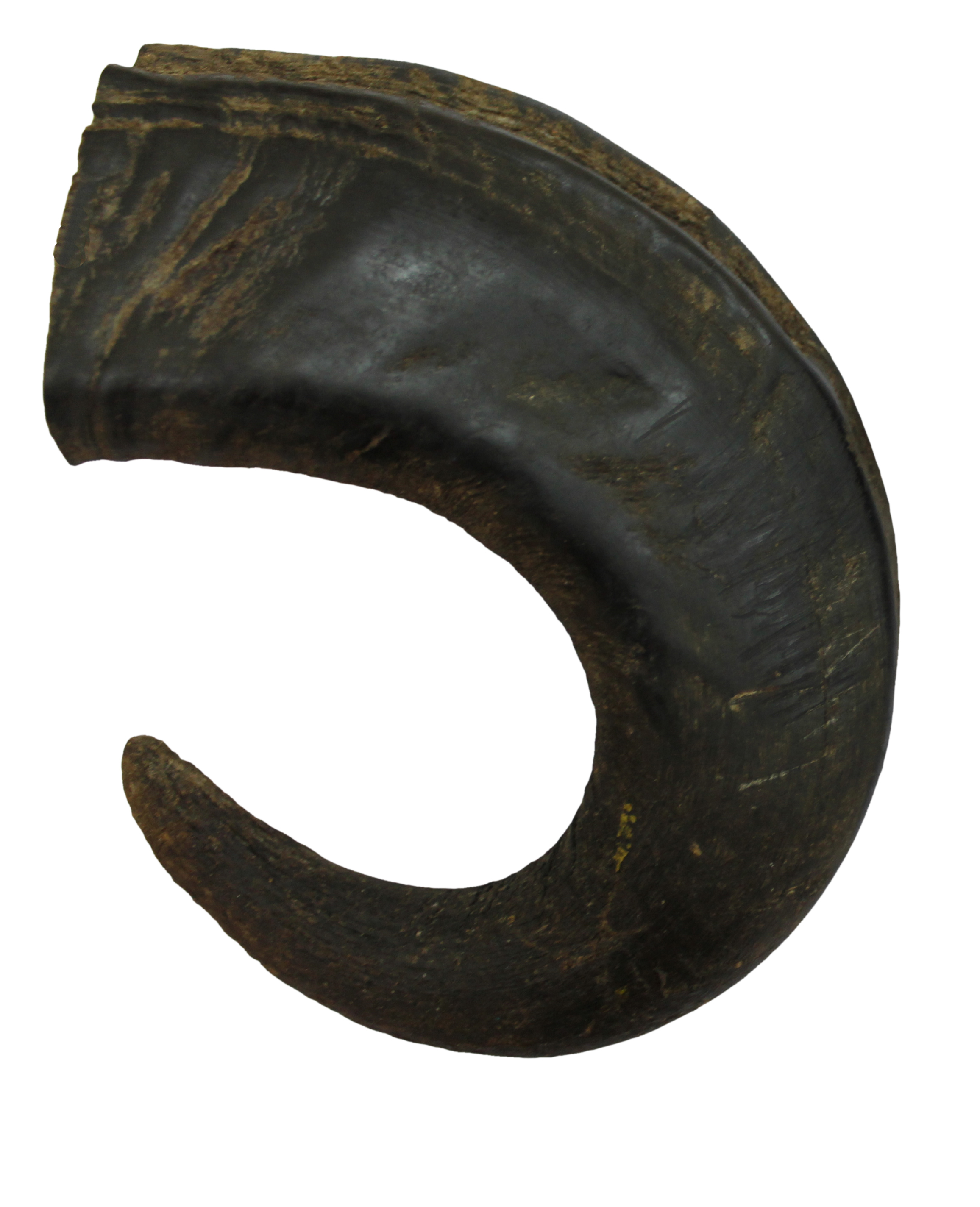 Corne de buffle L 320g Bubimex