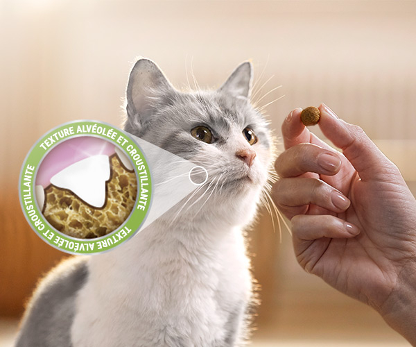 DENTALIFE Chat Friandises Saumon 40g