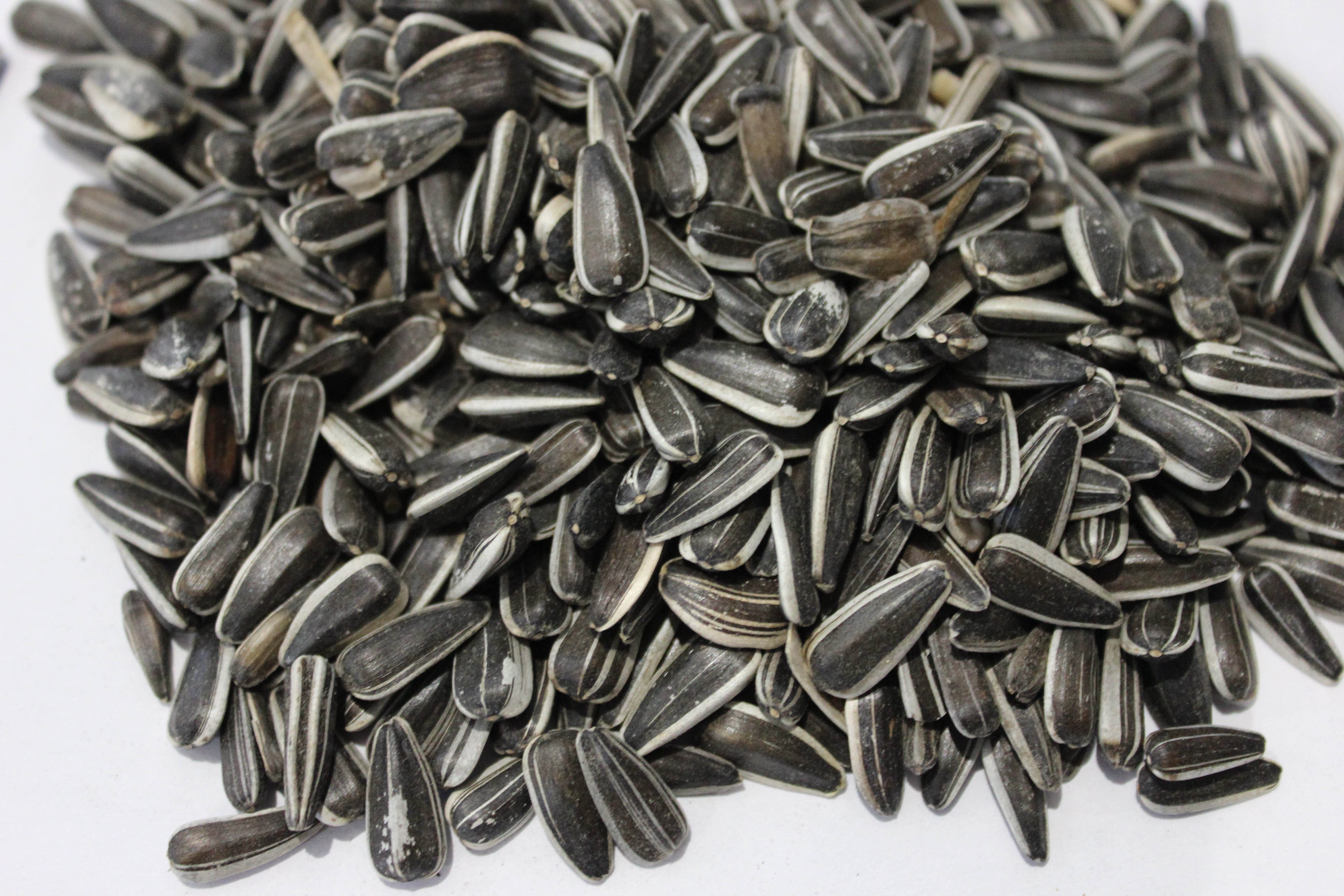 Tournesol strié 10kg