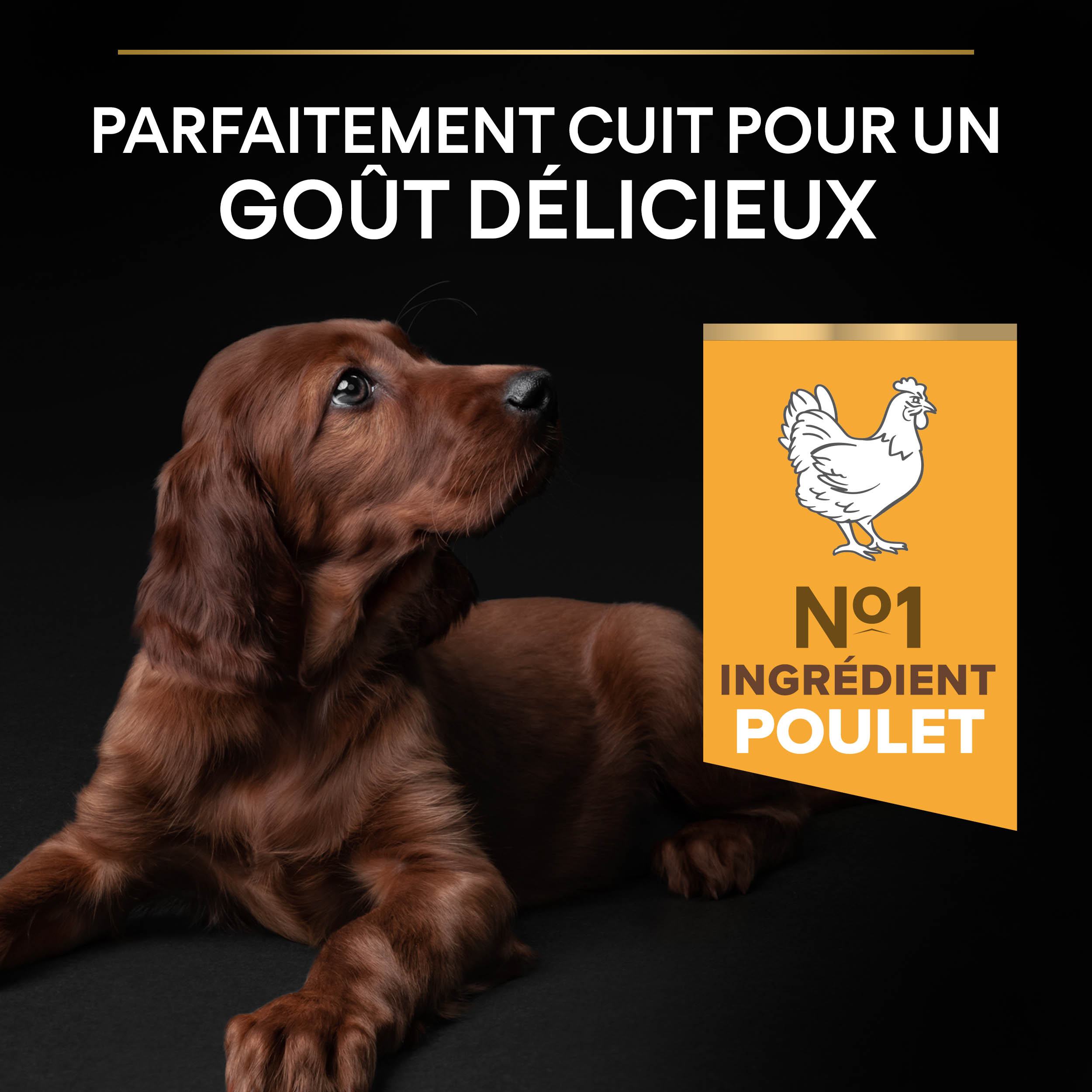 PRO PLAN Chien Large Puppy Athletic Healthy Start Poulet 12KG