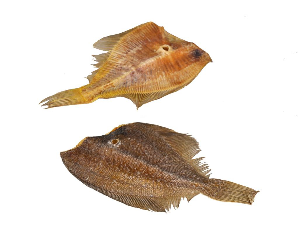 Plie vrac Small +-25gr