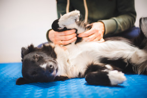 Border collie dog during a massage done by a pet physical therap