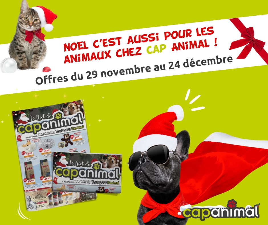 Noël c’est aussi pour les animaux chez Cap Animal ! - 1