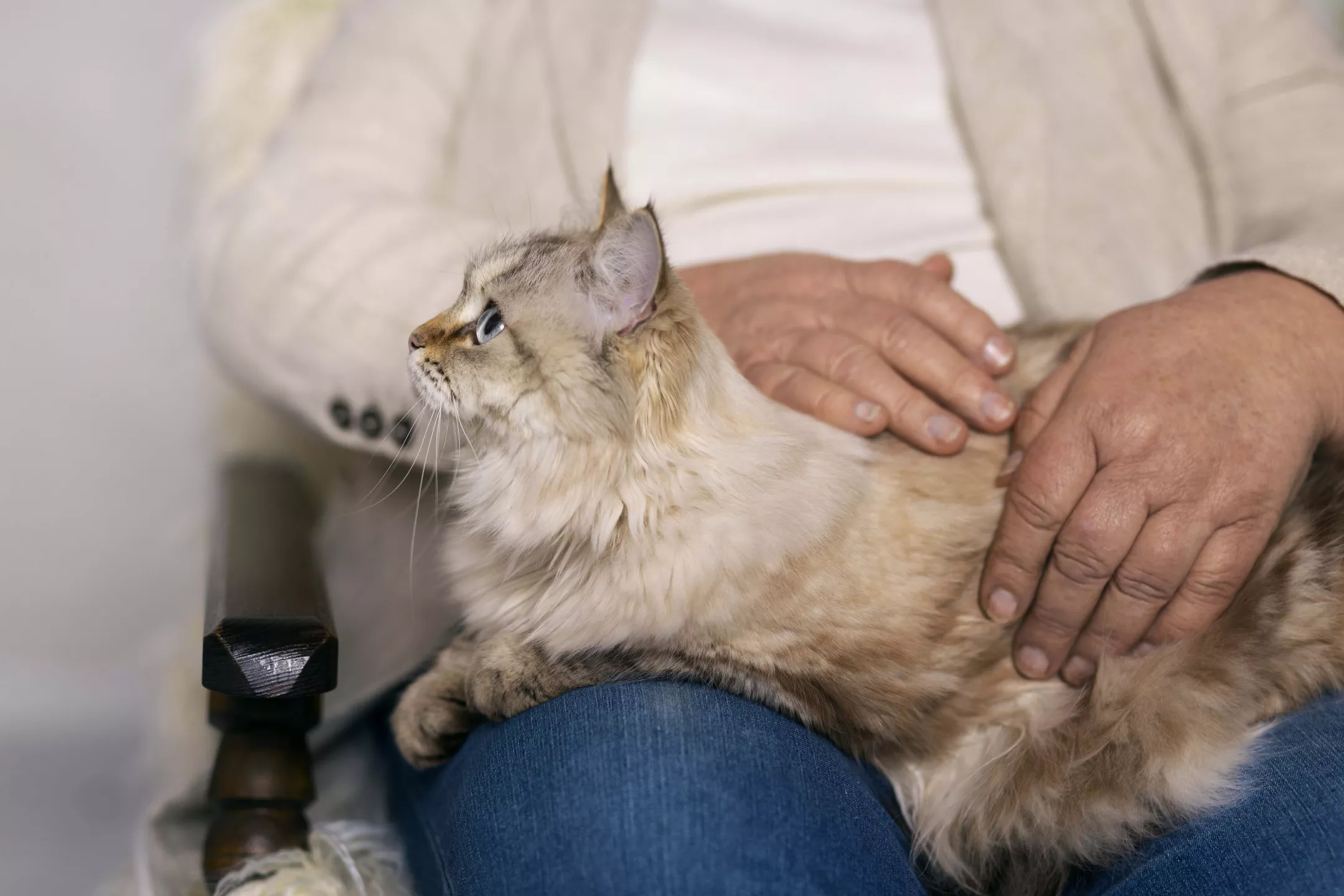 Comprendre le comportement de votre chat